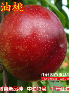 油桃树苗新品种 中油13号 千年红油桃苗46-28嫁接苗 南方北方种植