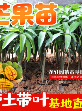 花轩阁常绿芒苗芒苗树盆栽嫁