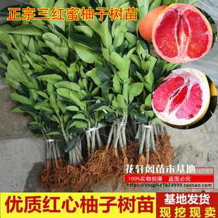 正宗三红蜜柚子树苗当年结果嫁接红肉红心蜜柚盆栽地栽南方果树