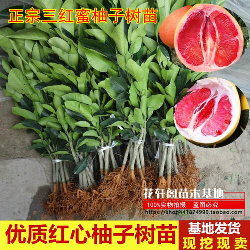 正宗红肉红心蜜柚盆栽地栽果树