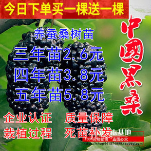 桑树苗无籽大十桑葚苗树莓地栽盆果树苗南方北方种植当年结果包邮