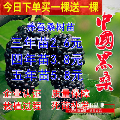 桑树苗无籽大十桑葚苗南方包邮