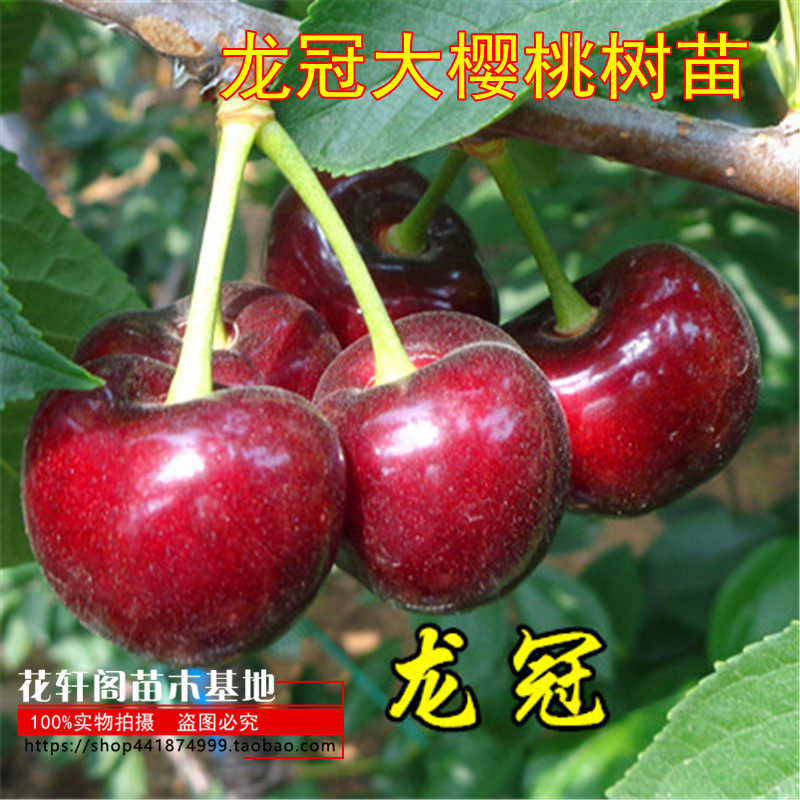 龙冠大樱桃树苗美国车厘子苗果树苗南北方盆栽地栽种植樱桃苗