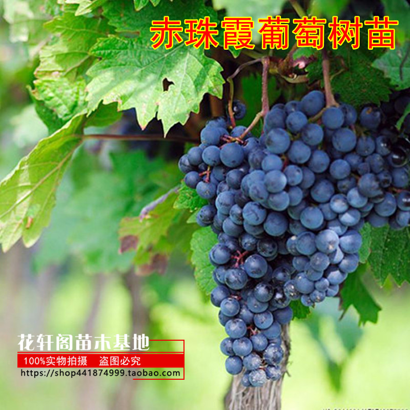 葡萄苗南方盆栽地栽爬藤嫁接树苗
