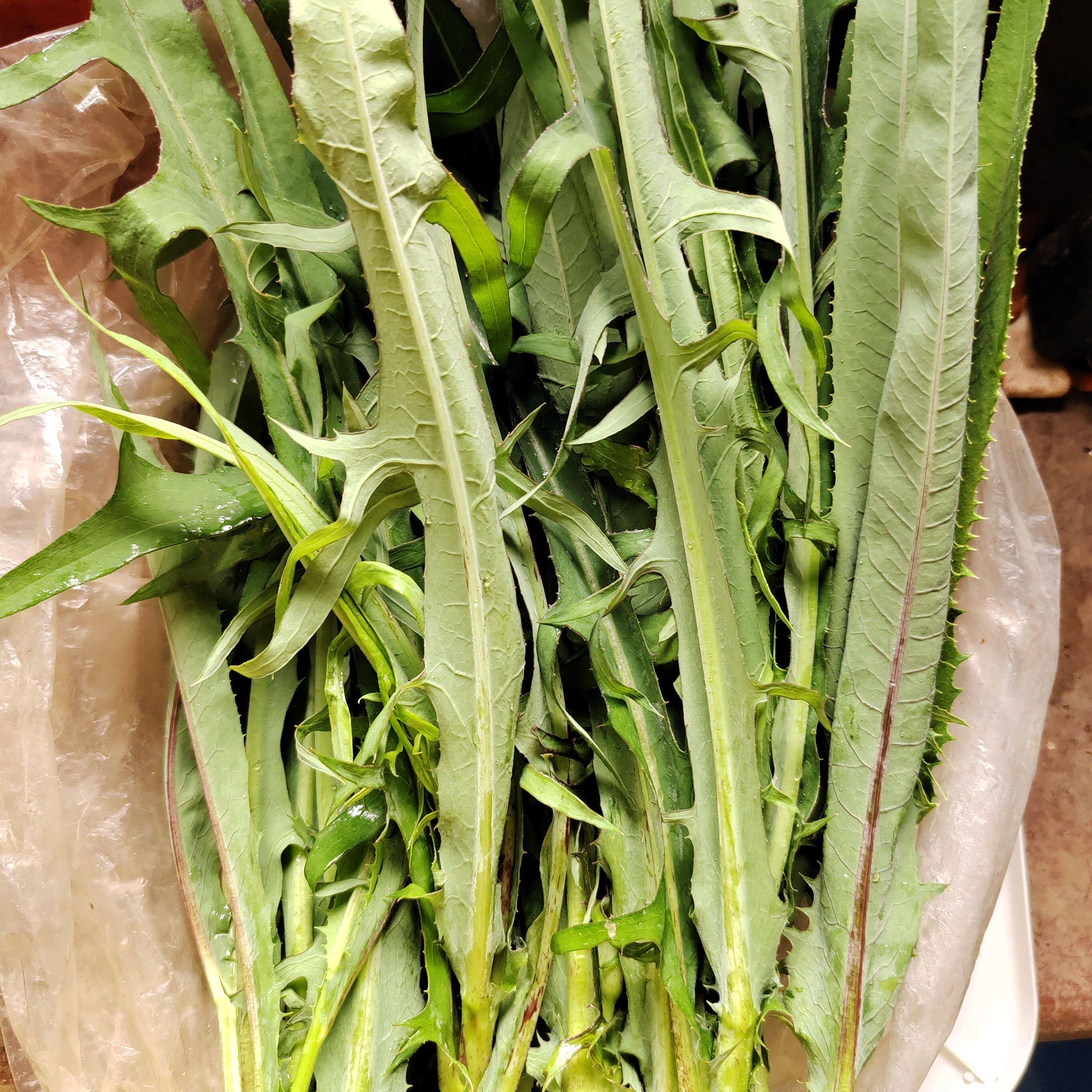新鲜荒地生苦麻菜翅果菊苦莴苣野菜清热去火现摘叶中有浆头茬二茬