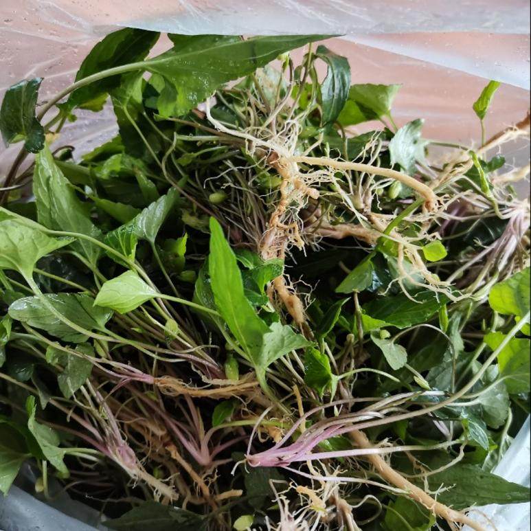 新鲜现挖荒地生老根紫花地丁犁头草中草药