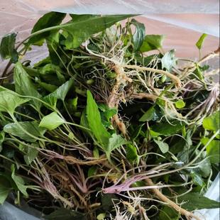 新鲜现挖荒地生老根紫花地丁犁头草中草药