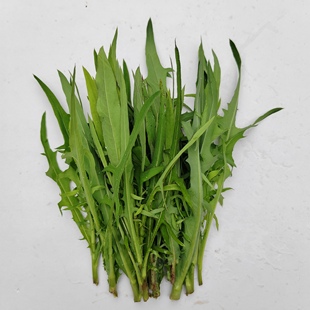 新鲜野地苦麻菜苦荬菜翅果菊嫩叶兔子荷兰猪爱吃现摘零食鲜草