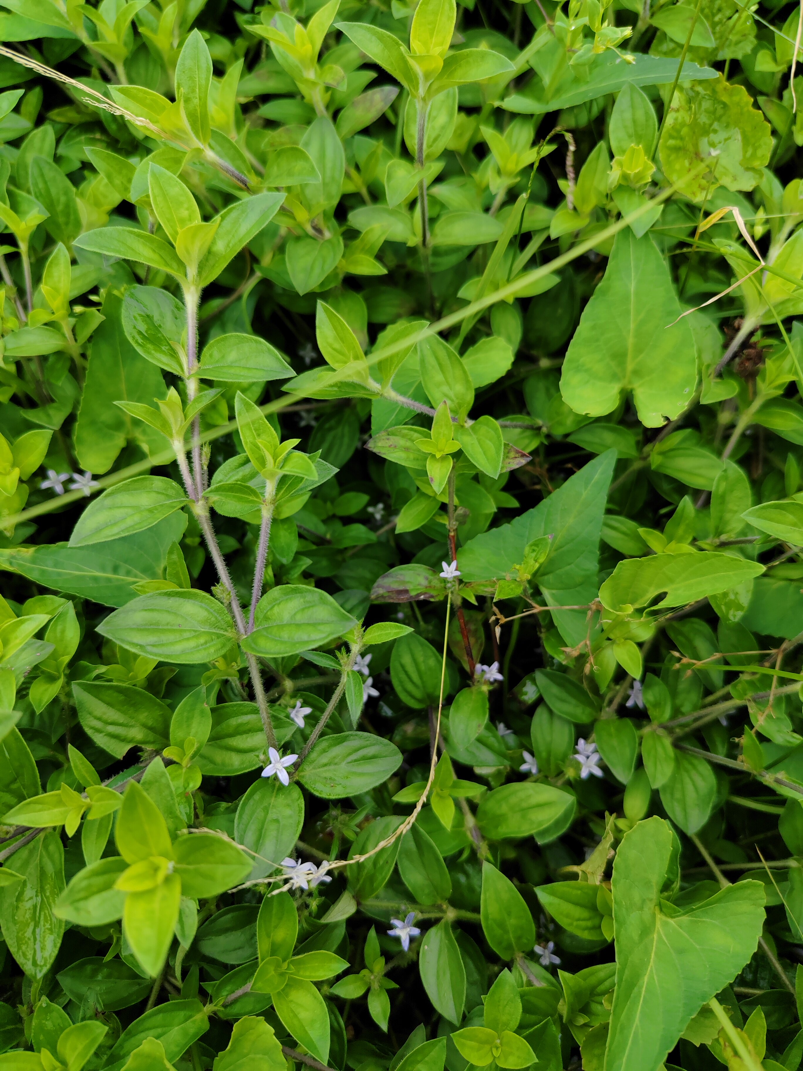 新鲜现采野外生金毛耳草中草药清热舒筋味甘微苦性平