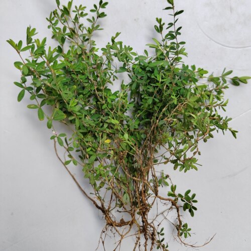 新鲜鸡眼草养肝草人字草苍蝇翅全草蚂蚁草掐不齐清热利尿化瘀