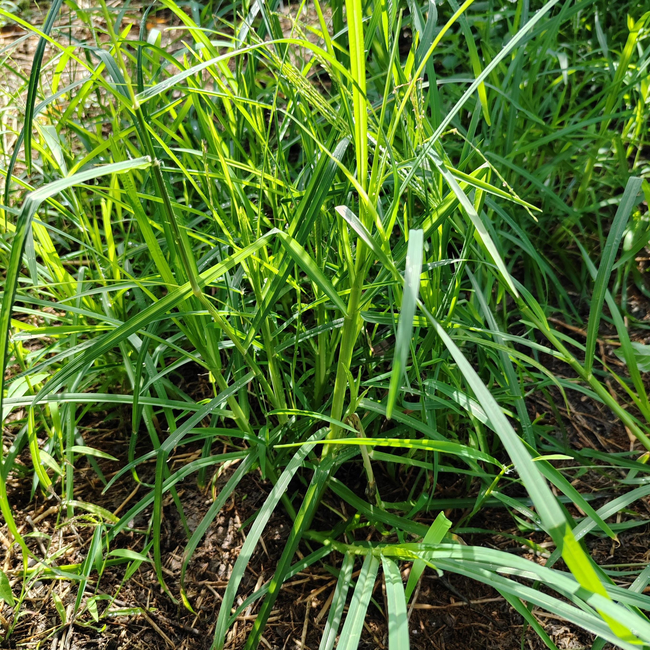 新鲜现挖自然野外生长牛筋草清热利湿跌打损伤中草药