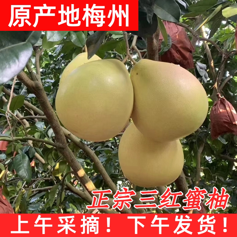 现摘现发坏果包赔全国包邮