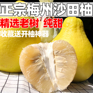50年老树沙田柚产地直发应季 中果5个发京东 纯甜梅州沙田柚袋装