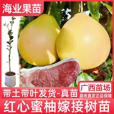 正宗红心蜜柚子树苗嫁接挂果快
