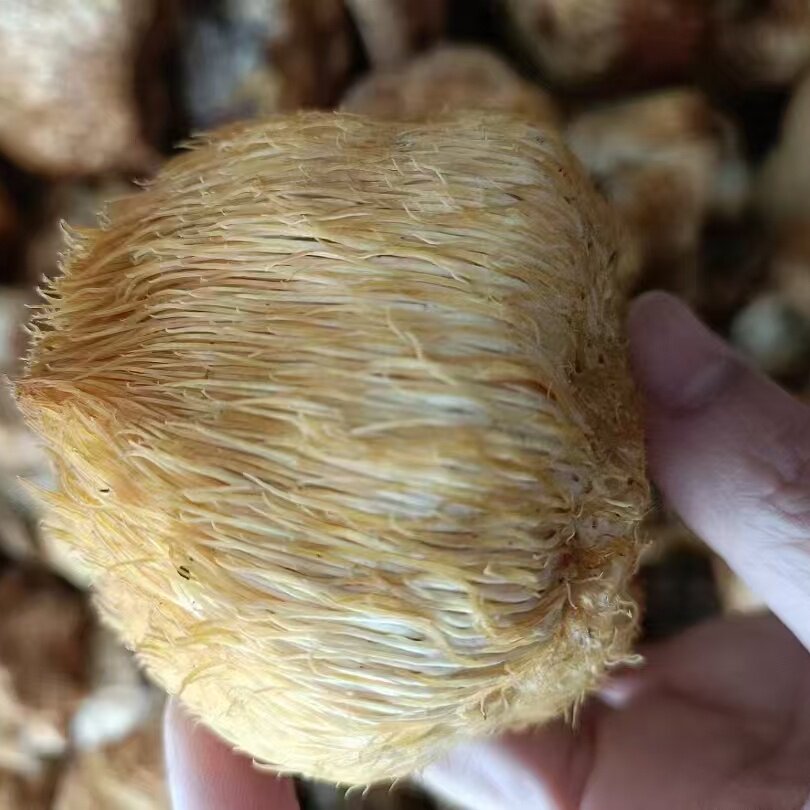 长白山野生猴头菇250g新货