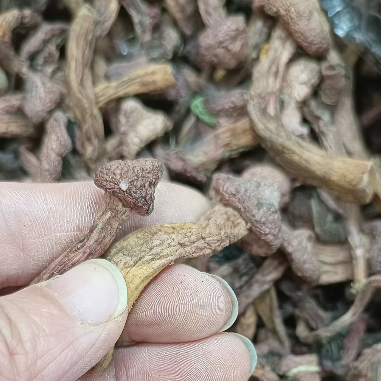 长白山野生松树伞蘑菇丁松蘑红蘑菇芽250克东北特产小鸡炖蘑菇