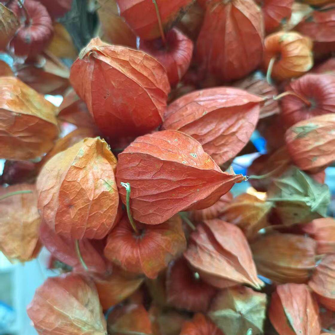 东北长白山野生红姑娘皮苦姑娘锦灯笼果皮一体山红菇娘皮中药材