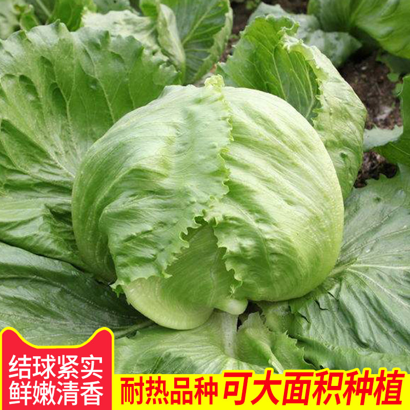 甜脆生菜四季盆栽蔬菜101结球生菜种子 球形生菜结球生菜种孑