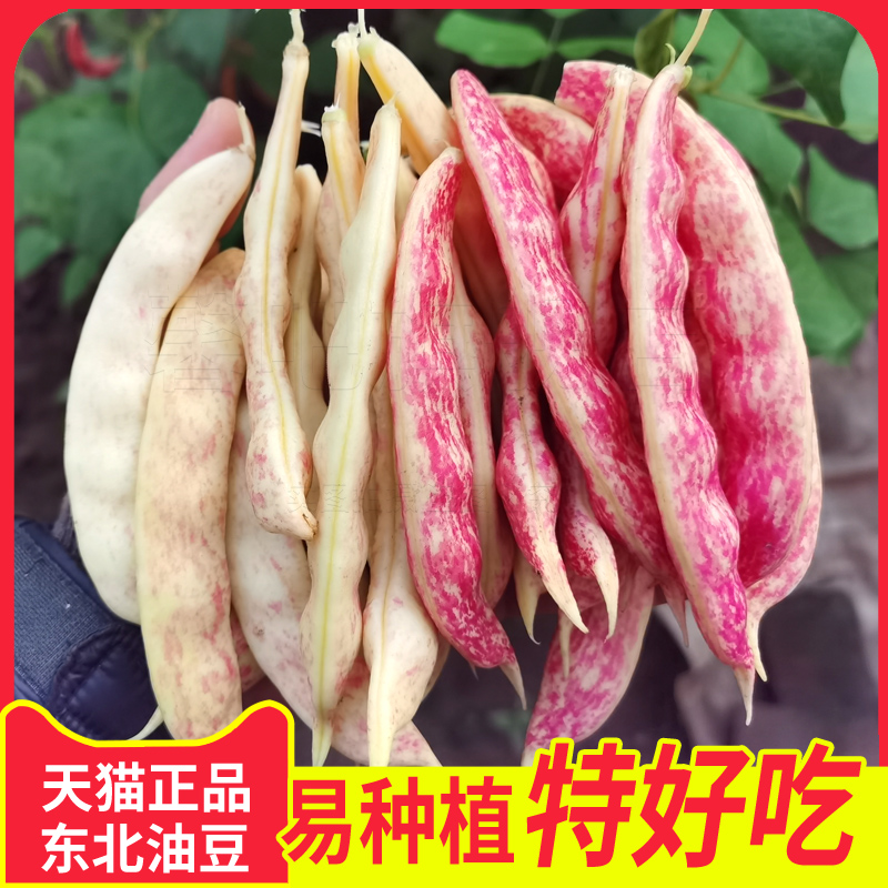 东北黄金勾大全春季菜种籽油豆