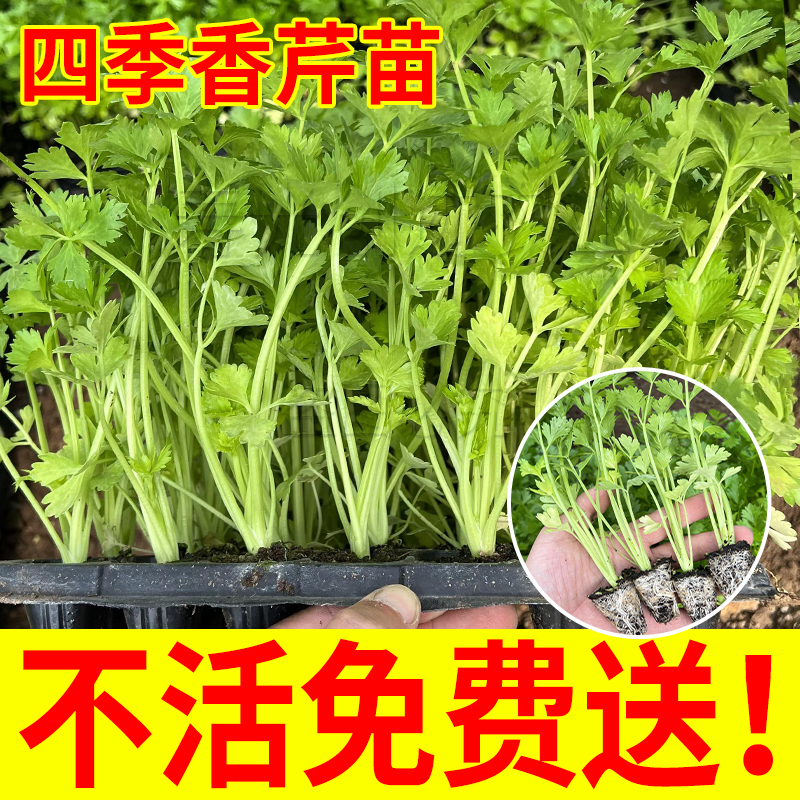 芹菜苗批发四季小香芹皇后西芹大苗秧苗幼苗四季阳台栽培芹菜种苗