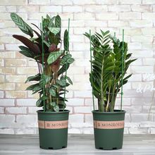 蟹爪兰支撑架仙人掌嫁接多层花架1