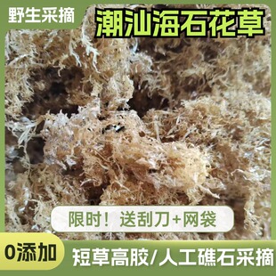 潮汕海石花高胶短草洋菜膏岩衣胶冻四果汤原料石花膏海凉粉50克