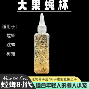 果蝇杯大果蝇小果蝇饲料螳螂食物跳蛛食物幼体食物残翅果蝇活体