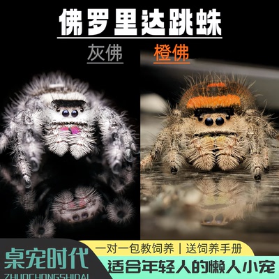 跳蛛蜘蛛宠物成体灰佛橙佛跳蛛微距摄影礼物桌面小宠物桌宠时代