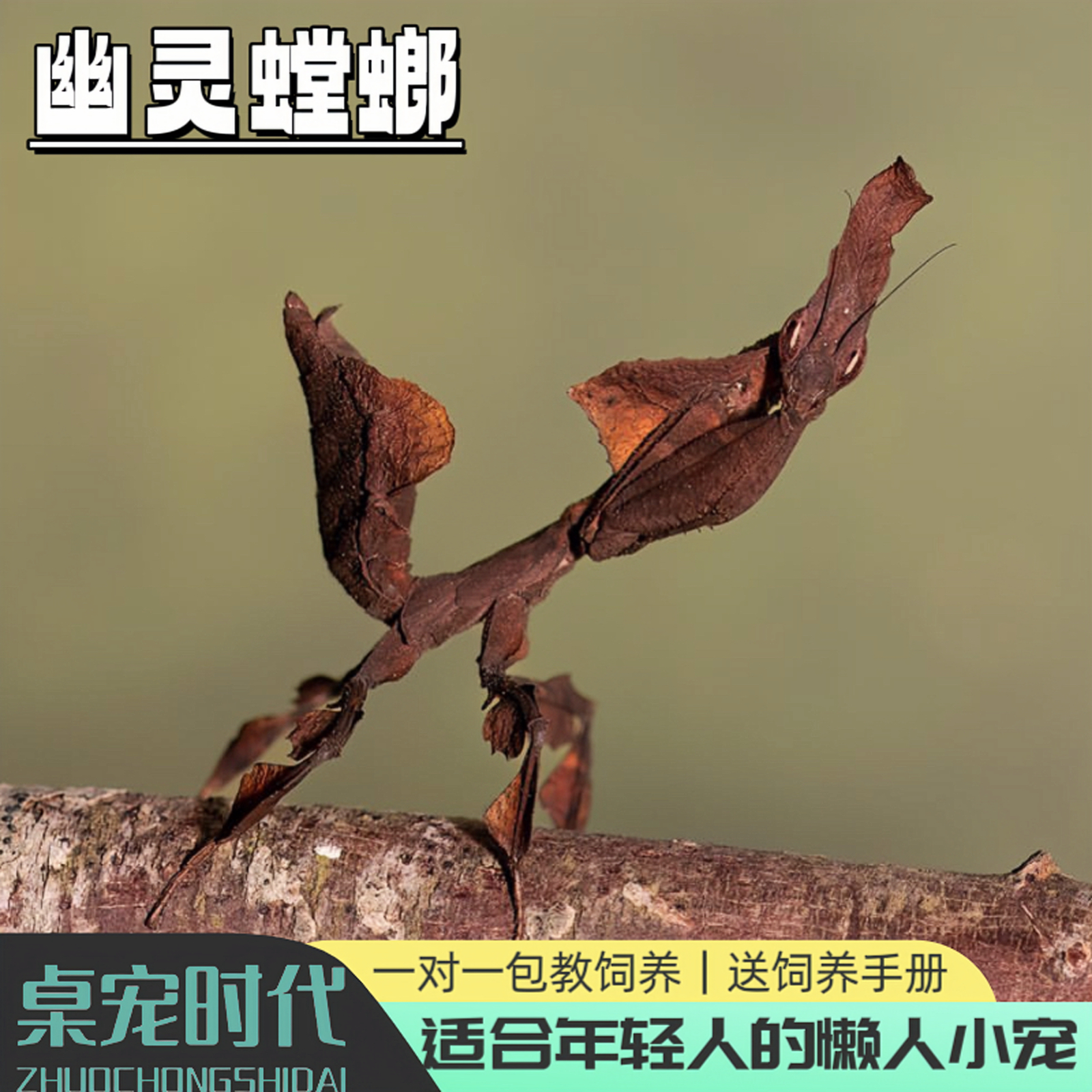 幽灵螳螂螳螂螳螂活体螳螂活体螳螂螳螂螳螂螳螂宠物螳螂桌宠时代