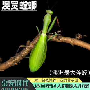 澳宽螳螂澳洲宽腹螳螂斧螳儿童礼物观赏螳螂宠物螳螂桌面宠物