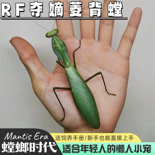 RF夺嫡菱背螳螂RF盾螳螂昆虫科普微距摄影儿童礼物桌宠时代