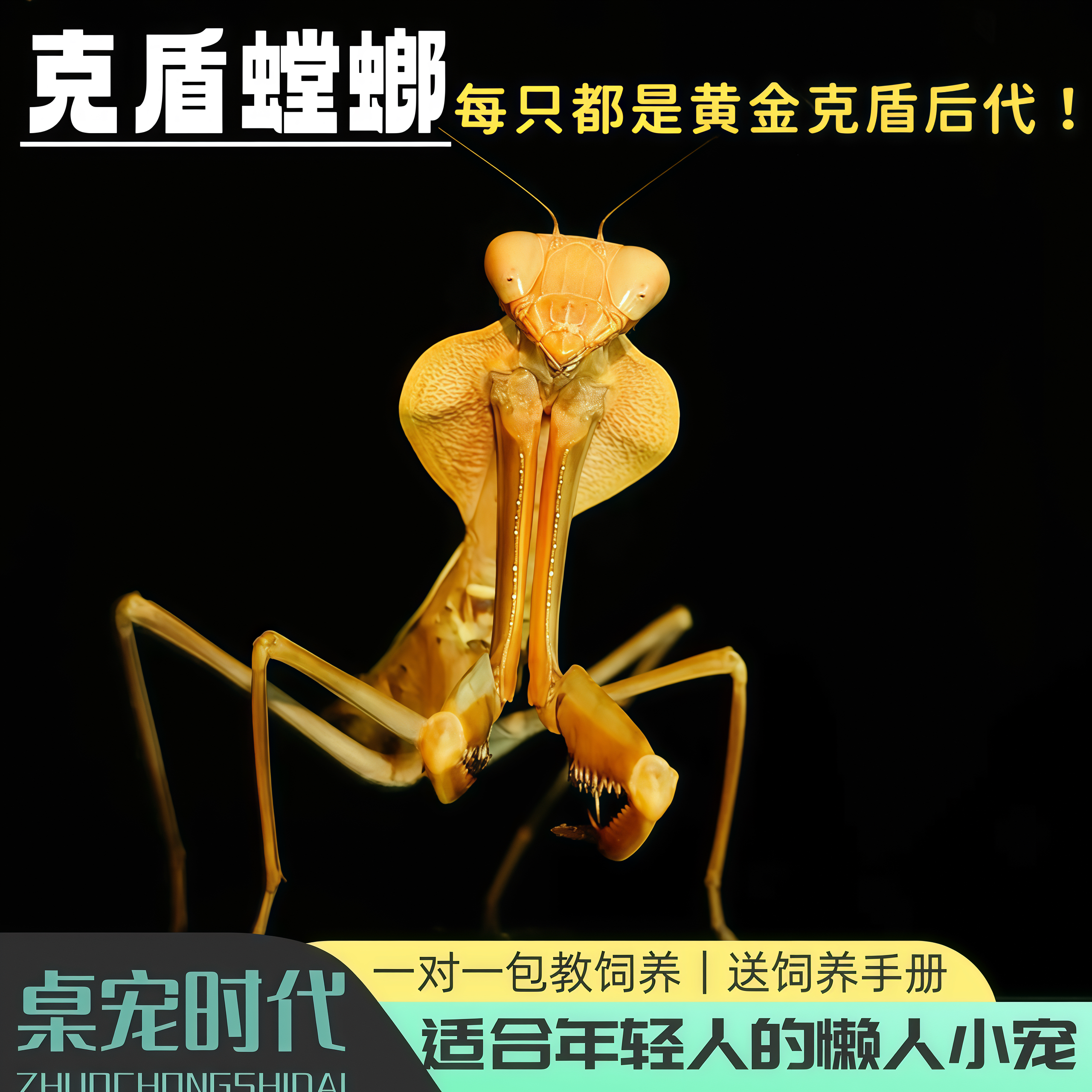 黄金克盾螳螂克氏盾螳盾牌螳螂桌宠儿童礼物观赏昆虫螳螂时代