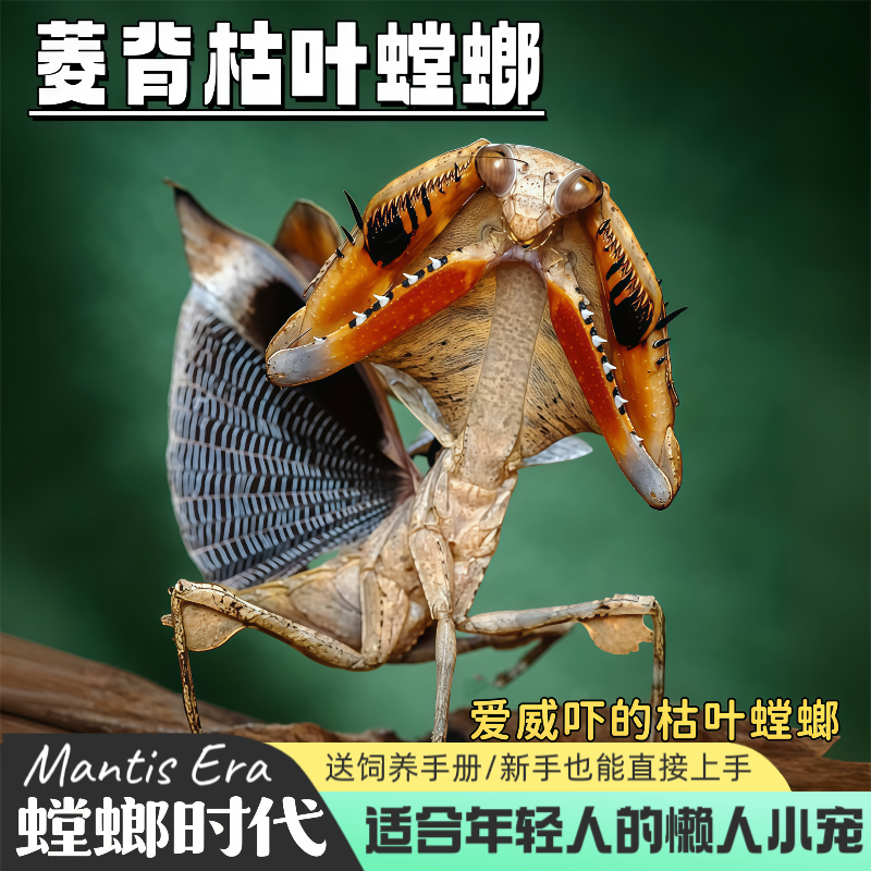 菱背枯叶观赏螳螂懒人桌宠宠物生日礼物昆虫活体桌面宠物螳螂时代