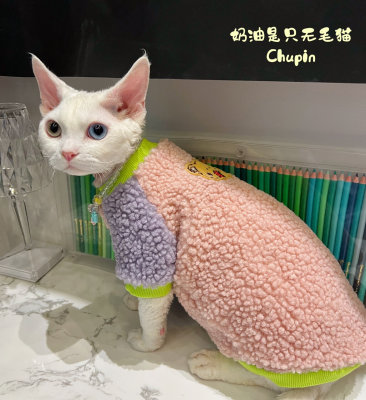 奶油只是无毛猫斯芬克斯德文宠物猫咪新年款毛毛拼色衣服保暖包邮