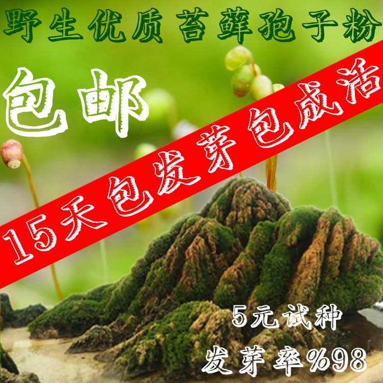 优质苔藓孢子粉青苔花草植物装饰上水石吸水石微景观点缀摆件盆景