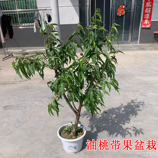 油桃树老桩果苗盆栽嫁接苗带果脆甜爽口当年开花结果原盆原土耐寒