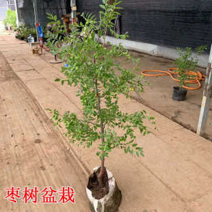 枣树活苗带土球盆栽地栽南北方种植葫芦枣红丹脆冬枣耐寒果树