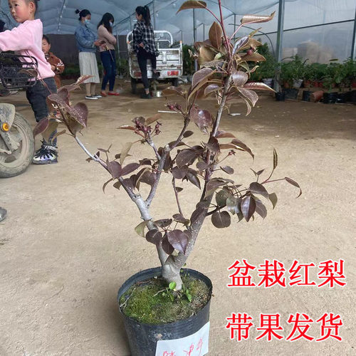 梨树果树苗嫁接盆栽矮化红梨带果当年结果带土发货南北方种植