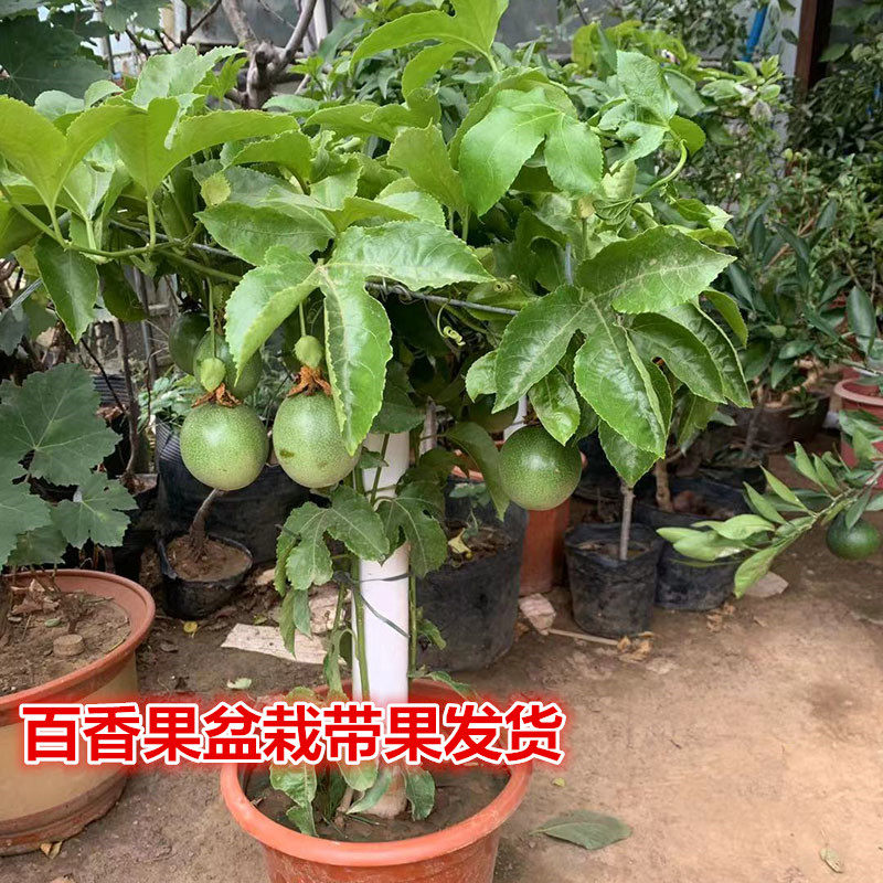 百香果树苗原土盆栽南北方种植图片