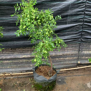 冰糖心枣树活苗盆栽大枣超甜带土球带果原盆发货南北方耐寒果树