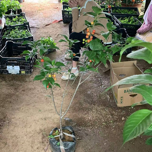 樱桃树果苗盆栽嫁接小樱桃带果带盆带土发货当年开花结果一物一拍