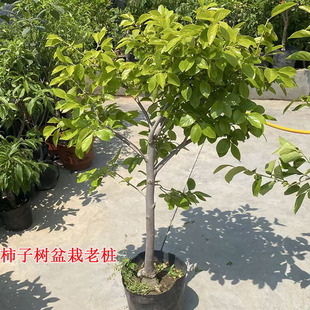 柿子树果苗盆栽老桩嫁接苗原盆发货脆甜牛心柿子当年开花结果耐寒
