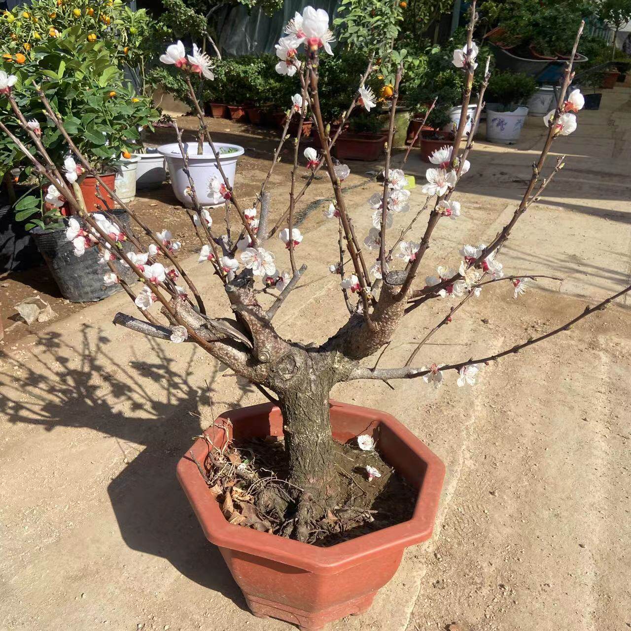 杏树果苗嫁接苗盆栽老桩盆景当年开花结果大果实甜好吃原盆原土发