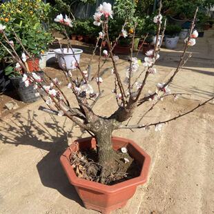 杏树果苗嫁接苗盆栽老桩盆景当年开花结果大果实甜好吃原盆原土发
