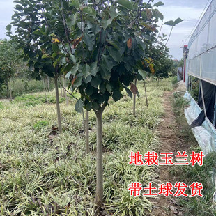 树状紫玉兰大树苗娇红一号地栽大颗苗基地现挖带土球当年开花耐寒