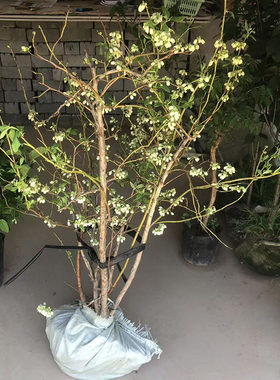 蓝莓树果苗蓝莓苗盆栽10年大苗