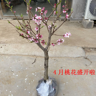 果树苗桃树苗苖嫁接盆栽矮化大颗苗原盆带土带果发货南北方种植