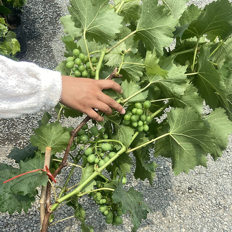 盆栽葡萄树果苖苗嫁接3年苗巨峰结果多带果原盆发货庭院爬藤耐寒