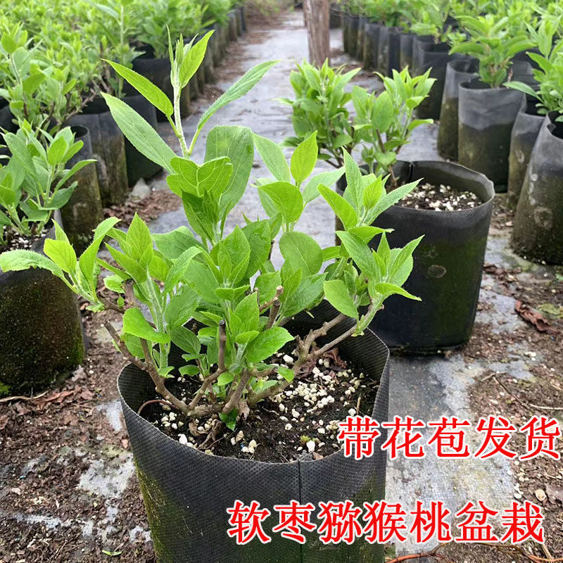 软枣猕猴桃苗树果苗盆栽自花授粉带花苞当年结果原盆发货好养活