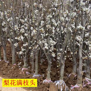 梨树果苗地栽盆栽嫁接苗当年结果苹果梨水分足好吃基地现挖带土球